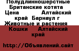 Полудлинношерстные Британские котята › Цена ­ 1 800 - Алтайский край, Барнаул г. Животные и растения » Кошки   . Алтайский край